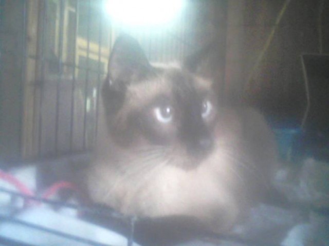 Found Siamese